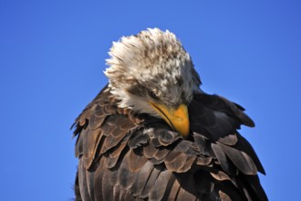 Bald eagle (Haliaeetus leucocephalus) against blue sky, public air show, Cologne, North