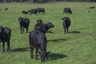Young water buffaloes (Bubalus arnee) in the willow, Darß, Mecklenburg-Western Pomerania, Germany