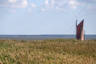 Zeesboot im Bodden, historic fishing boat, today for tourist ferries, reeds in front, Ahrenshoop,