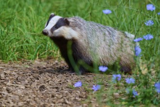 A badger sits attentively in a green meadow with blue flowers, European badger (Meles meles),