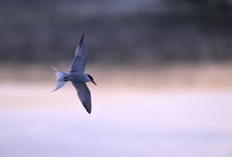 Flying common tern (Sterna hirundo) in the evening light, Texel, North Holland, the Netherlands