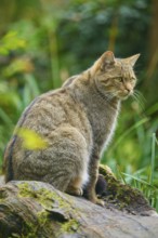 A cat sits attentively on a tree trunk surrounded by lush vegetation, European wildcat (Felis