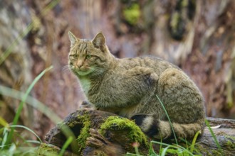 A cat sits alert on a moss-covered tree trunk surrounded by nature, European wildcat (Felis