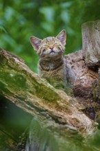 A young kitten sits happily in a tree while keeping its eyes closed and enjoying nature, European