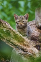 An attentively looking young kitten sits in a tree surrounded by green leaves and tree bark,