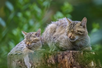 Cat with kittens sleep close together on a tree stump surrounded by vivid greenery, European