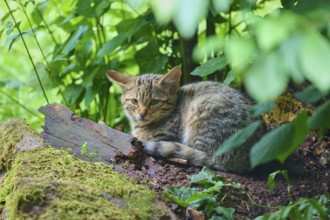 A cat is lying relaxed on the ground surrounded by green vegetation in the forest, European wild