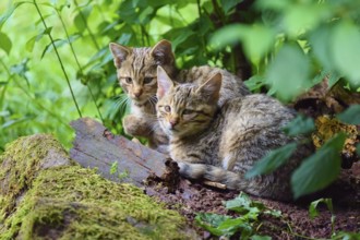 Two young cats lie cuddling and relaxing on moss-covered soil in the forest, European wildcat