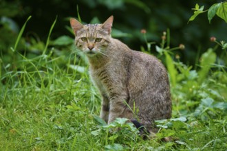 A cat carefully observes the surrounding area, surrounded by green vegetation in the garden,