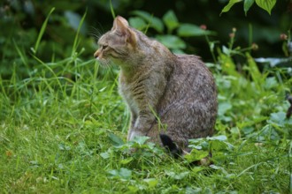 A cat sits in the green grass of a garden surrounded by lush vegetation, European wildcat (Felis
