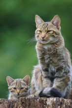 Adult cat sitting proudly on a tree stump, with a kitten near it, green leaves in the background,