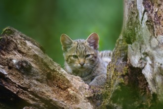 A young wild cat looks out of a tree hiding place surrounded by moss and bark, European wildcat