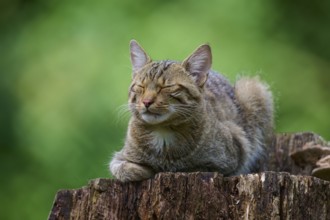 A wild cat sleeps peacefully on a tree stump while the sun shines through the green leaves,