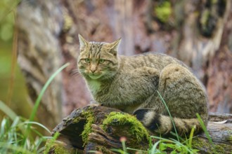 A cat sits alert on a mossy tree trunk in a natural environment, European wildcat (Felis
