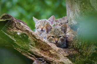 Two young wild cats rest hidden in a tree, protected by the thick foliage, European wildcat (Felis