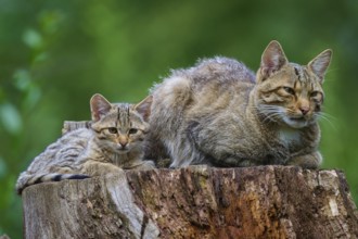 Adult cat and kitten sitting relaxed on a tree stump against a blurred green background, European