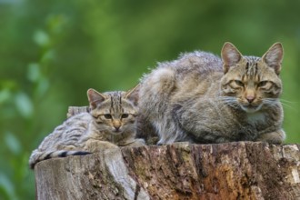 An adult cat and a kitten wake attentively on a tree stump in the countryside, European wildcat
