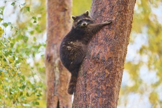 A raccoon clings to a tree in autumn forest, raccoon (Procyon lotor), autumn, Germany