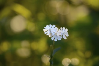 Leimkraut (Silene alba), Lower Rhine, North Rhine-Westphalia, Germany