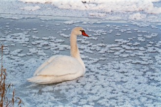 Swan sitting on ice rink, frozen Elbe, Bleckede, Lower Saxony, Germany, January 03, 1997, vintage,