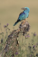 Blue racke (Coracias garrulus) sitting in a flower meadow with an insect in its beak, Kiskunság