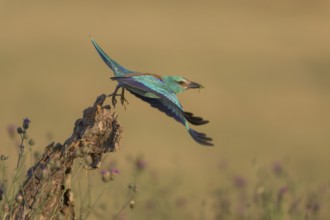Blue racke (Coracias garrulus), starting from sitting room in a flower meadow, Kiskunság National