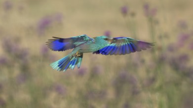 Blue racquet (Coracias garrulus), with beetle in its beak flying through a flower meadow, Kiskunság