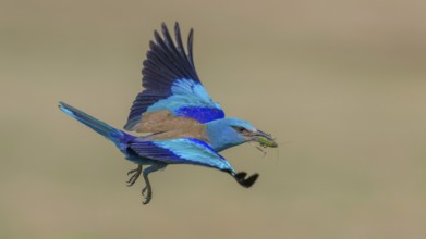 Blue racke (Coracias garrulus), flying with insect in its beak, Kiskunság National Park, Hungary