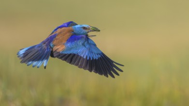 Blue racke (Coracias garrulus), flying in a meadow landscape with an insect in its beak, Kiskunság