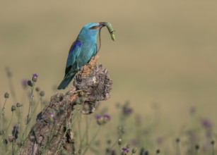 Blue racquet (Coracias garrulus) sitting in a flower meadow with captured sand lizard (Lacerta
