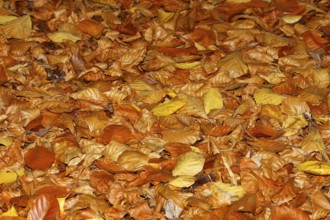 Beech (Fagus) leaves, in autumn, North Rhine-Westphalia, Germany