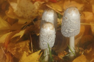 Schopftintling (Coprinus comatus), group in autumn leaves, alienation, North Rhine-Westphalia,