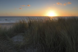 Dune landscape with beach grass on the North Sea, Texel, North Holland, Netherlands