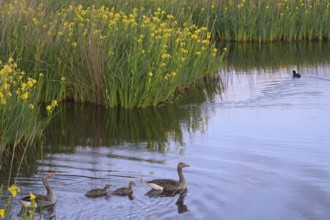 Blooming marsh iris (Iris peudacorus) in the wetland in dune landscape, Texel, North Holland, the