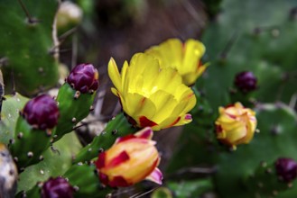 Detail of an Opuntia cactus full of yellow flowers and buds, Minas Gerais, Brazil