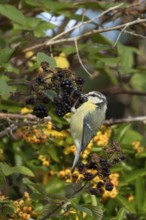 Blue tit (Cyanistes caeruleus) adult bird in a hedgerow feeding on blackberries in summer, England,