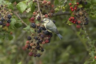 Blue tit (Cyanistes caeruleus) adult bird in a hedgerow on blackberries in summer, England, United