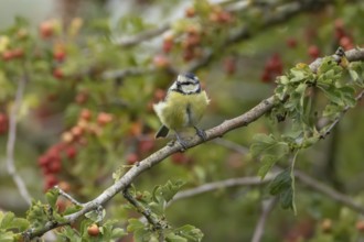 Blue tit (Cyanistes caeruleus) adult bird in a Hawthorn hedgerow with red berries in summer,
