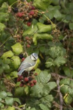 Blue tit (Cyanistes caeruleus) adult bird in a hedgerow on blackberries in summer, England, United