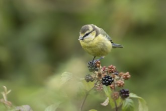 Blue tit (Cyanistes caeruleus) adult bird on blackberries in summer, England, United Kingdom