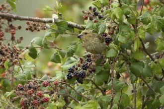 European greenfinch (Chloris chloris) adult bird in a hedgerow feeding on blackberries in summer,