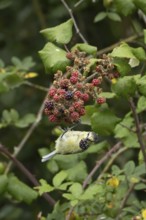 Blue tit (Cyanistes caeruleus) adult bird in a hedgerow feeding on blackberries in summer, England,