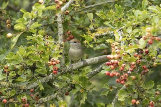 Eurasian blackcap (Sylvia atricapilla) adult female bird in a Hawthorn hedgerow with red berries in