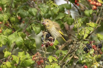 Eurasian greenfinch (Chloris chloris) adult bird in a hedgerow feeding on blackberries in summer,