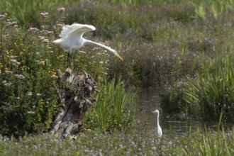 Great white egret (Ardea alba) adult bird on a tree stump amongst summer flowers looking down at a
