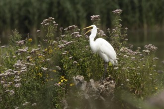 Great white egret (Ardea alba) adult bird on a tree stump amongst summer flowers, England, United