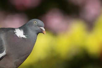 Wood pigeon (Columba palumbus) adult bird head portrait, England, United Kingdom
