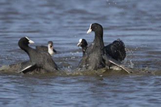 Coot (Fulica atra) three adult birds fighting on a lake, England, United Kingdom