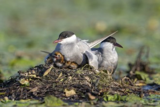 White-bearded terns (Childonias hybride) with young birds at their nest, Danube Delta, Romania