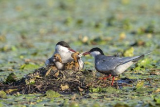 White-bearded terns (Childonias hybride) feeding with young birds on their nest, Danube Delta,
